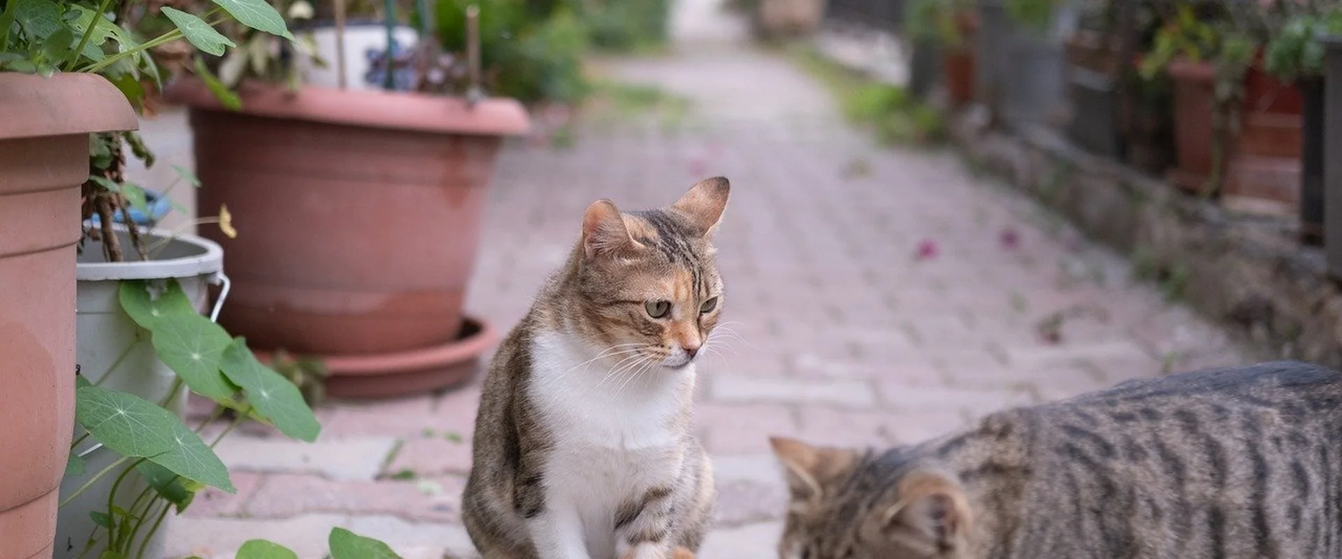 大发彩票PG电子